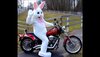 Easter Bunny Biker.jpg