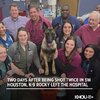 K9 who saved cop.jpg K9 who saved cop.jpg