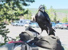 a raven.jpg