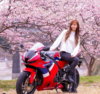 cherry blossom.jpg